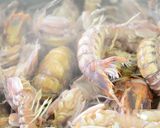 シャコエビのスープ作り方1写真