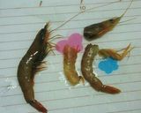 海老←シンプル(_･ω･)_ﾊﾞｧﾝ作り方2写真