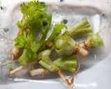 好みに調節 自家製グリーンカレーペースト作り方2写真