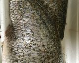 簡単 白身魚のアクアパッツァ作り方2写真