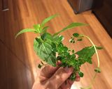 コンビーフのパテ作り方3写真