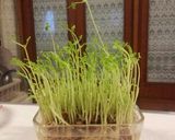 豆苗保存法作り方6写真