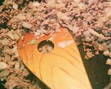 うちの定番コロッケ作り方1写真
