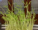 豆苗保存法作り方7写真