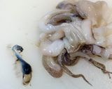 イカスミディップ 魚河岸あげ作り方2写真