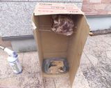 ホットスモークポーク作り方6写真