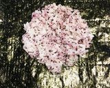 キャラ弁☆ゆかり卵のくまモンなおにぎらず作り方3写真