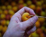 簡単売ってるのみたいな甘い梅干(梅漬け)作り方5写真