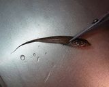 愛知の魚100選 ネズミゴチの一夜干し作り方2写真