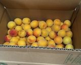 基本梅干しの作り方作り方14写真