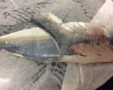 簡単な鯵の酢締め作り方5写真