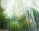 ♪野菜♪カリカリ梅（赤紫蘇）作り方9写真