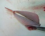 愛知の魚100選 ホウボウの天ぷら作り方9写真
