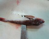 愛知の魚100選 ホウボウの天ぷら作り方4写真