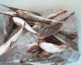 愛知の魚100選 ホウボウの天ぷら作り方1写真
