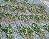 乾燥ドクダミ茶作り方1写真