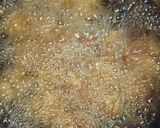 ミートボールのトマト煮☆お弁当にも★作り方5写真