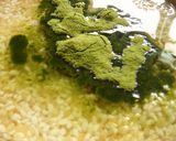 ヘルシー☆鶏のレンジおこわ作り方1写真