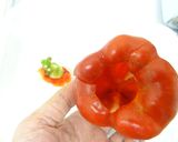 微粉砕機で野菜ペースト（パプリカ）作り作り方2写真