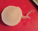 するんと簡単☆大根の皮むき作り方4写真