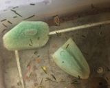 イタリアンシェフに聞いたロシア風ピクルス作り方8写真