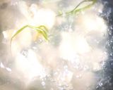 ぷるぷる胸肉!水晶鶏と梅しそおろし作り方6写真