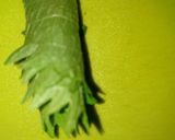 たこ飯（みそ汁付き）作り方24写真