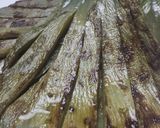 ネバネバ天国！ノパル納豆作り方1写真