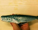 栄養たっぷり　いわしハンバーグ作り方3写真