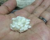 種麹から米麹〜ヨーグルティア使用☆作り方14写真
