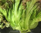 レタス(葉物野菜)のシャキシャキ保存作り方1写真