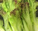 レタス(葉物野菜)のシャキシャキ保存作り方2写真