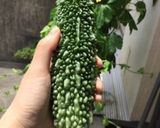 簡単！ ゴーヤの佃煮作り方1写真