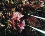 赤シソジュースとオマケのふりかけ作り方4写真