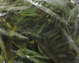 山菜食べよう！簡単ワラビ漬け作り方1写真