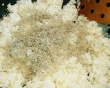調味料いらず☆ニンニク梅じゃこチャーハン作り方3写真