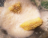とうもろこしのスープ♪芯も使います♪作り方4写真