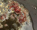 キノコのペペロンチーノ 簡単 美味しい作り方2写真