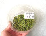 実山椒いりこオイル & 粉山椒作り方1写真