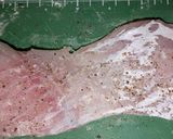 時短減塩ビストロ マダラの牛乳ヴルーテ風作り方1写真