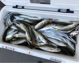 【新鮮】釣りタチウオの煮付け作り方1写真