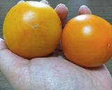 貴方の「トマト」が変わります。コンポート作り方1写真