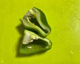 種まで美味しいピーマンのおかか味噌炒め作り方1写真