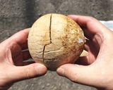 ベトナム🇻🇳チェー風デザート🏝️ココナッツの果肉で🥥作り方1写真