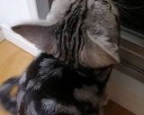 ☆すき煮☆作り方20写真