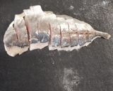 アリサの本気🐰アジのちらし寿司🐟️作り方37写真