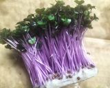 ♻️保存法｜紫キャベツ新芽💜雑学ロス削減術作り方1写真