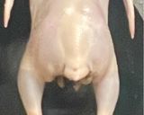 中華のクリスピーチキン　　　脆皮鶏作り方7写真