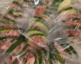 ズッキーニとバラ肉のミルフィーユ作り方5写真
