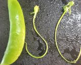 スナップエンドウとカニカマのマヨ和え作り方1写真